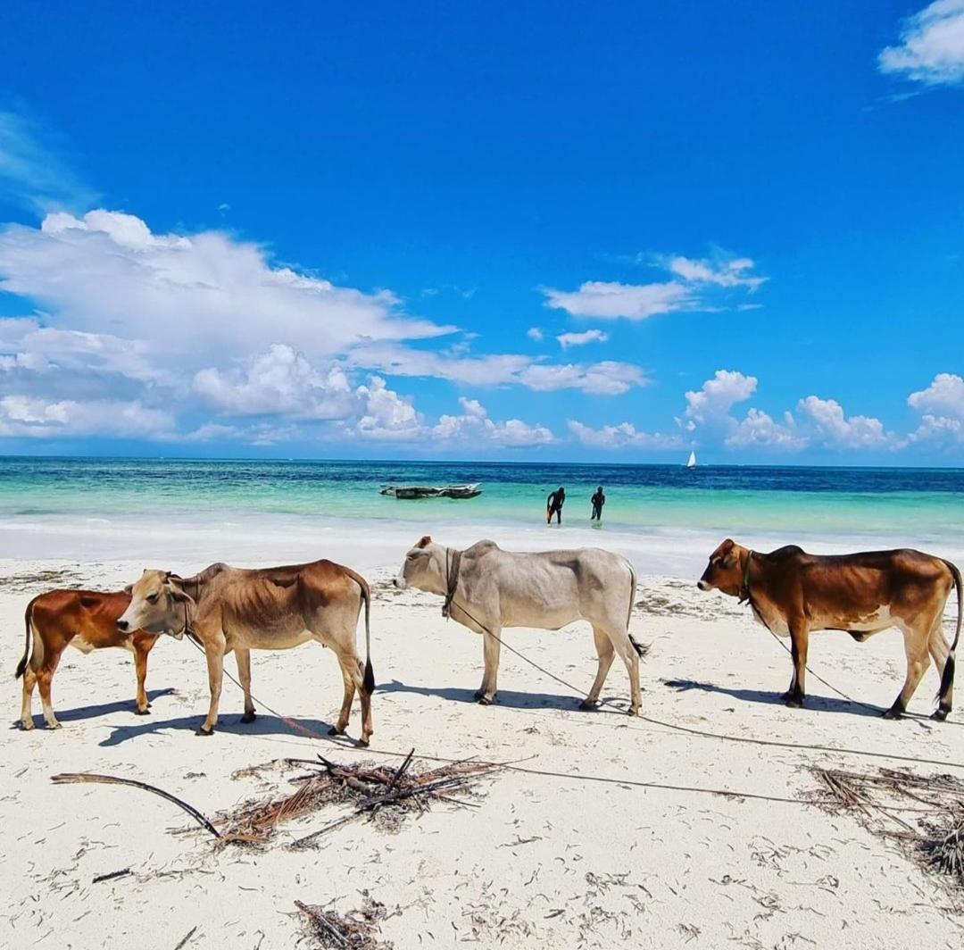 Sipano Beach Lodge Kiwengwa Kiwengwa  Exteriér fotografie